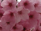 霊山観音の桜