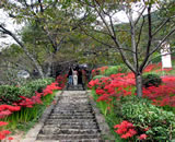 仏隆寺の彼岸花