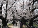 背割り堤の桜並木
