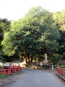 母養橋と大師お手植えの毘欄樹（ビランジュ）の大木