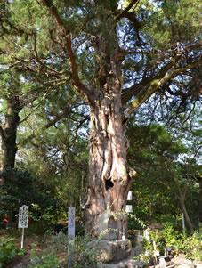 本堂前の老木・樹齢1000年のイブキビャクシンは松山市の天然記念物に指定されています。