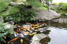 境内は見事な庭園が広がり、池には鯉が泳いでいる。
