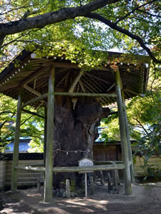 白猴欅（はっこうけやき）
樹齢1600年とも言われるケヤキの老木であり、香川県の天然記念物に指定されていたが枯死した。