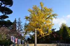 境内にある大銀杏の木が黄色に色づく。