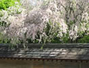 枝垂れ桜の「龍安寺」