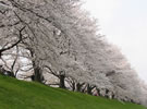 八幡市背割の桜並木