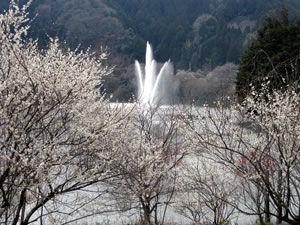 八幡橋を渡った所から、梅の花越しにと噴水が見えます。