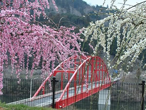 八幡橋と紅と白の枝垂れ梅