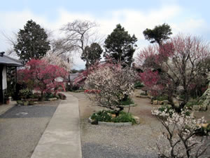 真福寺境内の梅の花も満開