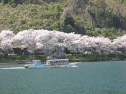 お花見遊覧船と桜