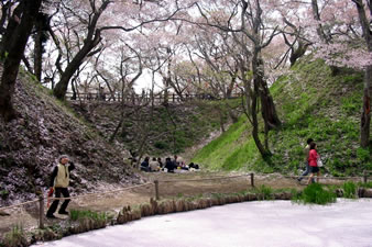 お堀に桜の花弁が一面