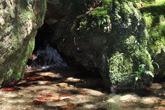 天徳寺の境内奥に広がる森の中、岩を割ってこんこんと沸きいで、小さな滝となって流れています。