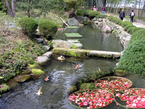 松花堂の外園に椿と鯉。
