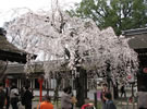 「平野神社」の枝垂れ桜