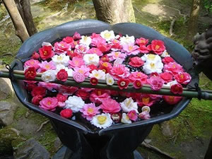 たくさんの椿で飾られた手水鉢