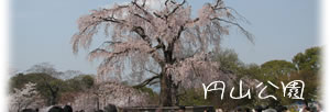 円山公園の「枝垂れ桜」