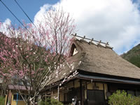茅葺と桜