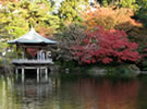 成田山公園の紅葉まつり