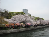 大川沿い桜並木