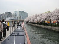 ひまわり船上から大川沿いの桜並木