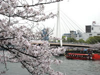 桜並木から川崎橋