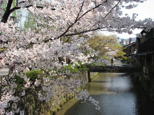 祇園白川沿いのソメイヨシノが満開！