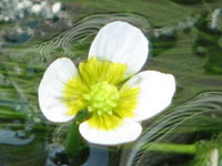 梅花藻の花