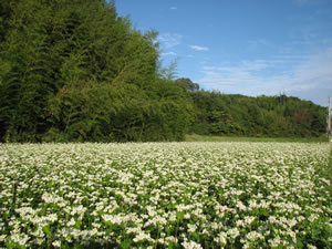 白い花が満開の蕎麦畑