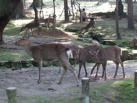 奈良公園内の鹿