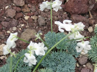 白い花のコマクサ