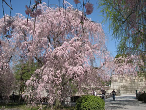 本丸御殿を出て、休憩所前の枝垂れ桜。
