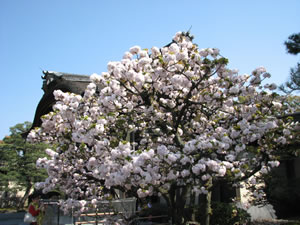 二の丸御殿の八重桜
