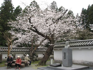 歴史資料館横の桜も満開