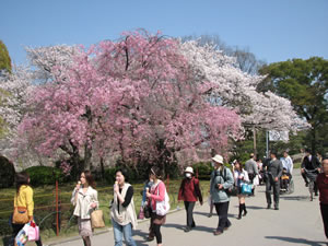 大阪城西の丸庭園入口手前にある「紅白の枝垂れ桜」