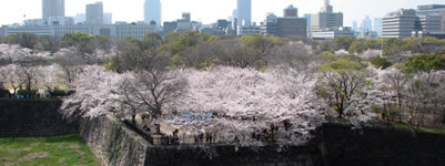 大阪城から見る、西の丸庭園。