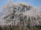 宇治川公園の枝垂れ桜