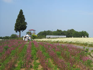 レインボー畑「季節の花とハーブ」