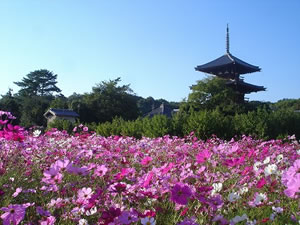 法起寺周辺にはコスモスが多く植えてあり10月中旬頃にはコスモス見物でにぎわいます。