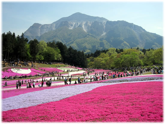 武甲山を背景に「芝桜の丘」