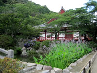 矢田寺境内池の「ミズカンナ」