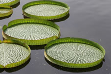 子供が乗る事が出来るパラグアイオニバスは、南米原産で葉の直径が1.5〜2ｍと巨大な葉をつける大型水生植物です。