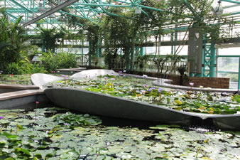 熱帯原産の水生植物を中心に展示しています。