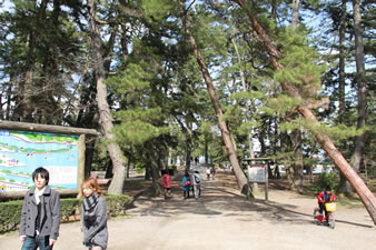 天橋立松並木は、全長約3.6km、幅20〜170mの砂嘴でできた砂浜には、大小8,000本もの黒松が生い茂っており「日本の名松百選」にも選ばれています。