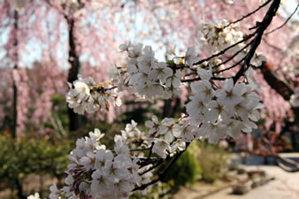 白い花びらの桜も満開