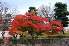 松本城内に色づく紅葉