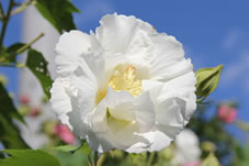 境内には芙蓉の花が多く、酔芙蓉は朝白く咲きます。