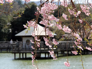 八条ヶ池の六角舎にしだれ桜「2011.4.12 撮影」
