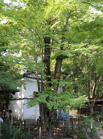 「愛の木」梨木神社の境内には、葉の形がハート形をした桂の木があります。