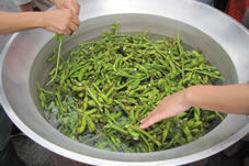 丹波篠山味まつり会場では、丹波の黒大豆枝豆の試食会。