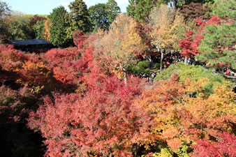 通天橋から紅葉を撮影。